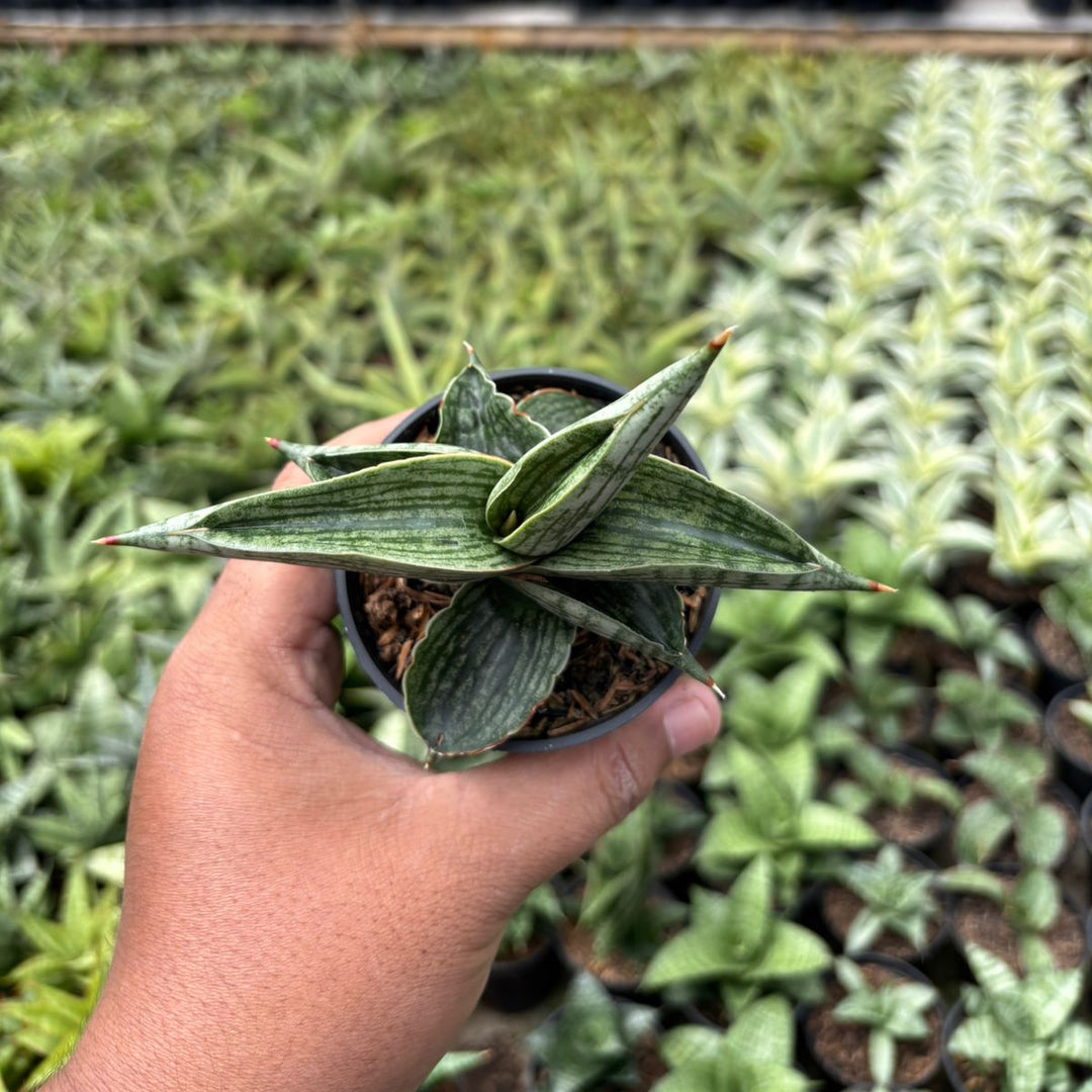 SA38 Sansevieria macho