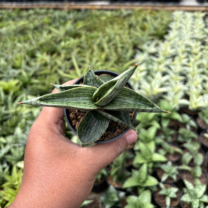 SA38 Sansevieria macho