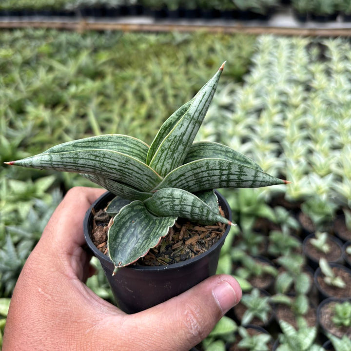 SA38 Sansevieria macho