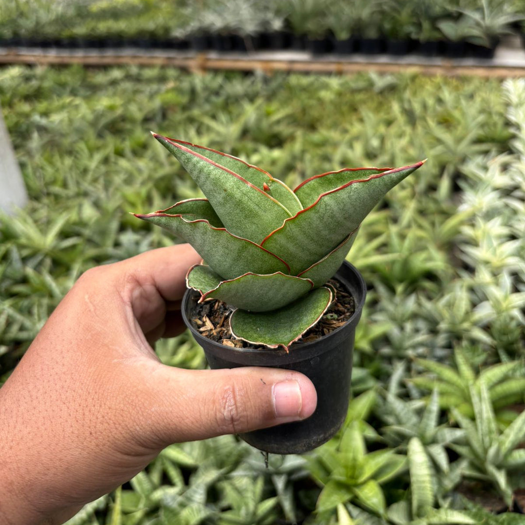 SA33 sansevieria aya