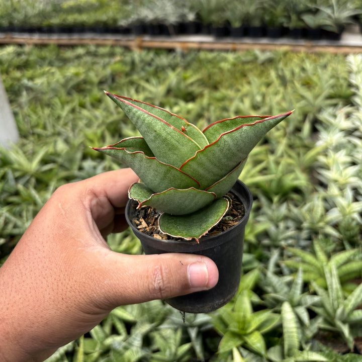 SA33 sansevieria aya