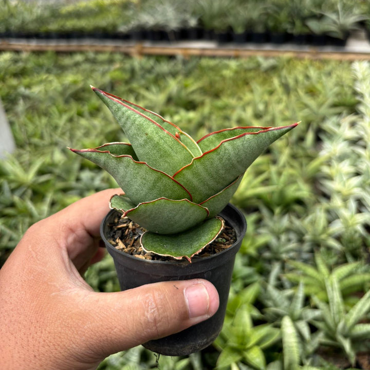 SA33 sansevieria aya