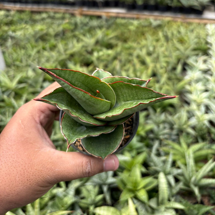 SA33 sansevieria aya