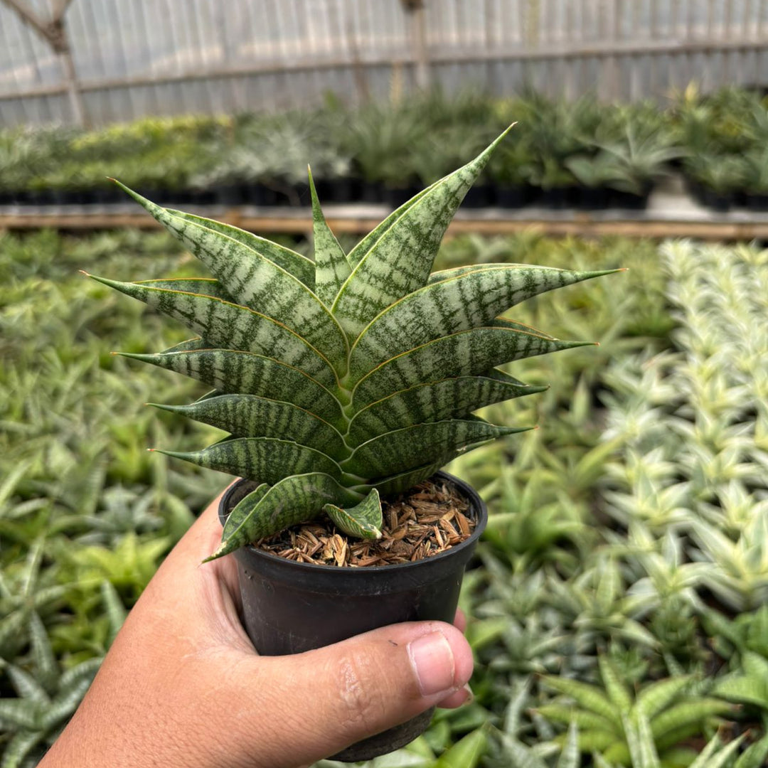 SA27 sansevieria sindoro ngipas