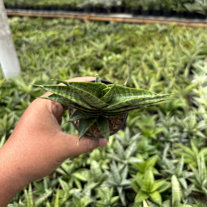 SA27 sansevieria sindoro ngipas