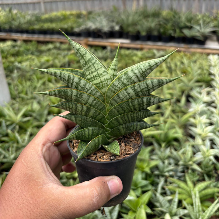 SA27 sansevieria sindoro ngipas