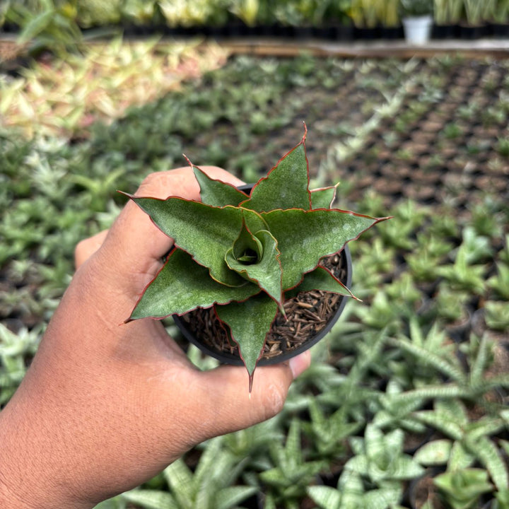 SA25 Sansevieria teacher