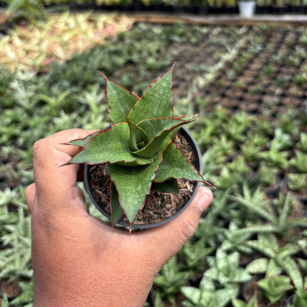 SA25 Sansevieria teacher