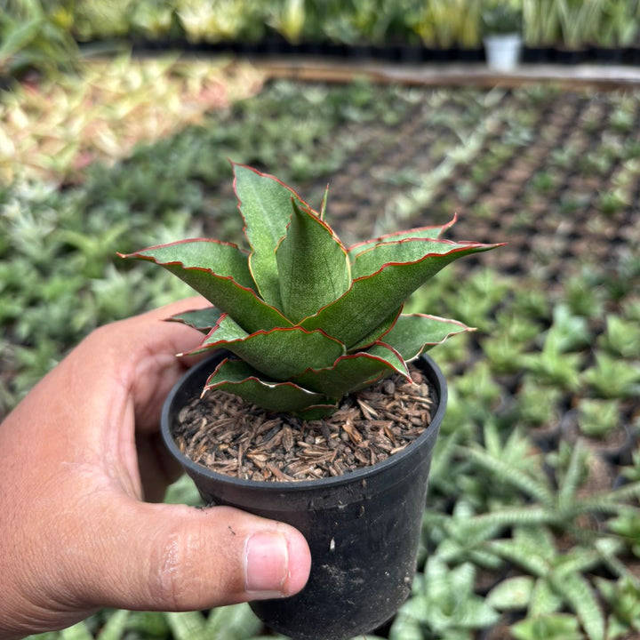 SA25 Sansevieria teacher