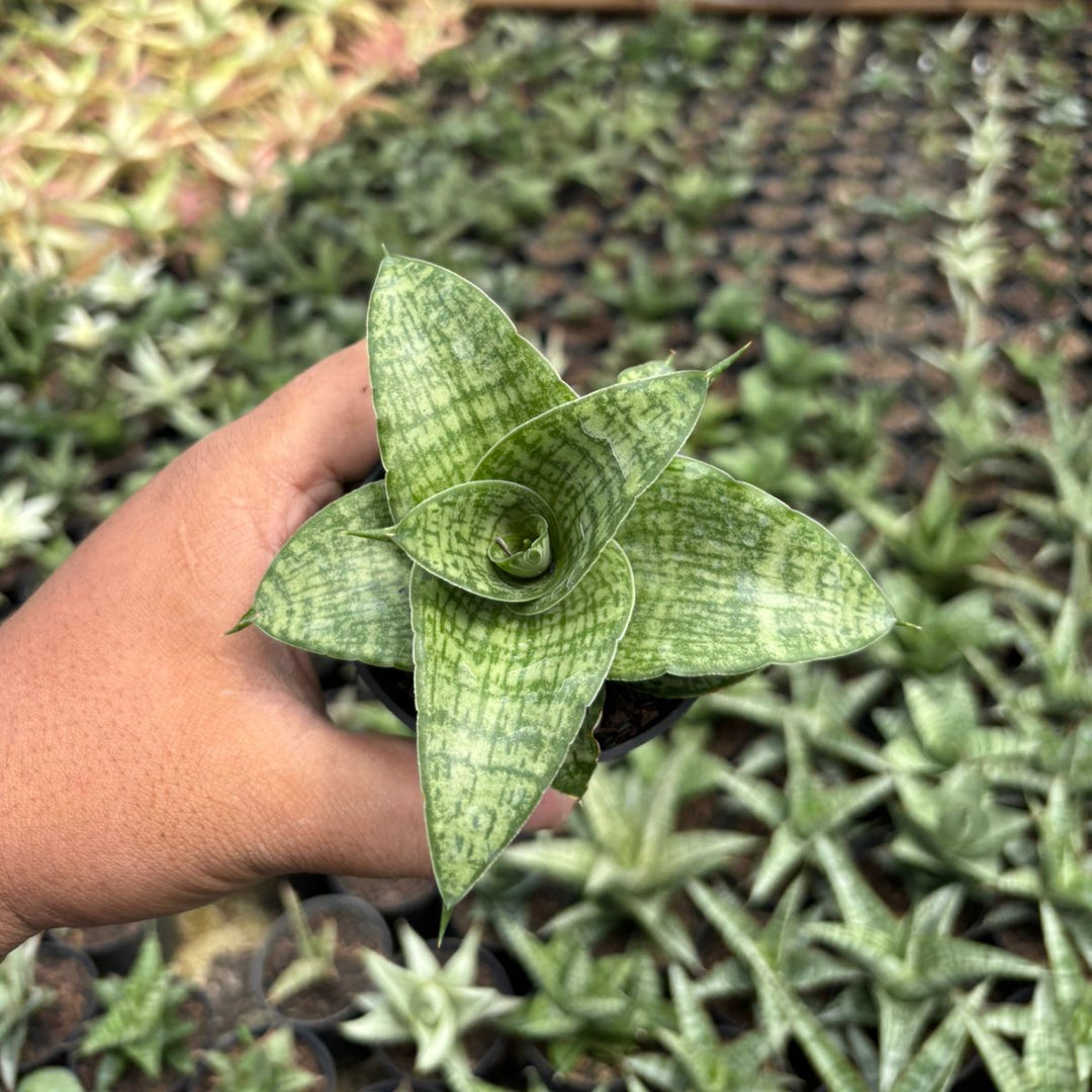 SA06 Sansevieria cassara