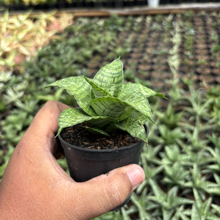 SA06 Sansevieria cassara