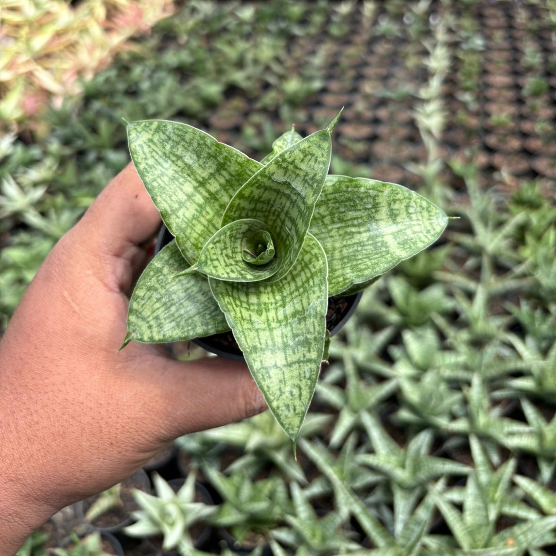 SA06 Sansevieria cassara