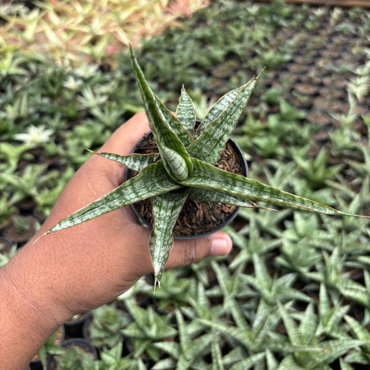 SA16 Sansevieria  Nogo Geni