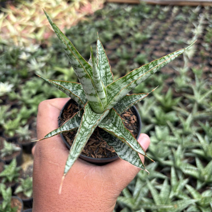 SA16 Sansevieria  Nogo Geni