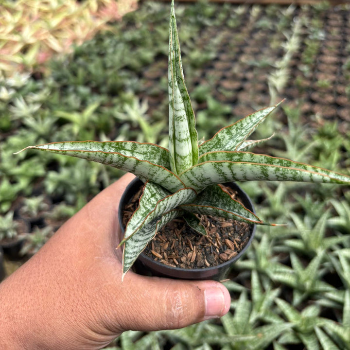 SA16 Sansevieria  Nogo Geni