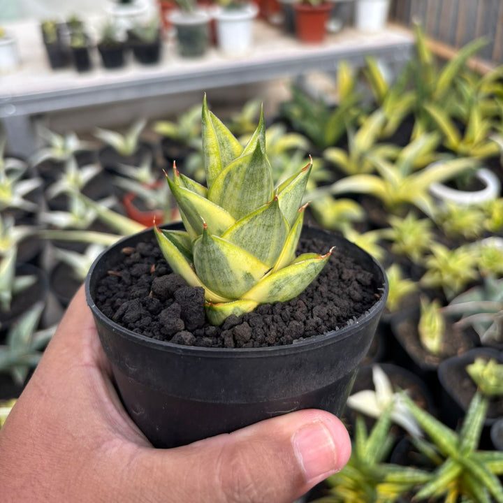 SA78 Sansevieria pagoda variegated