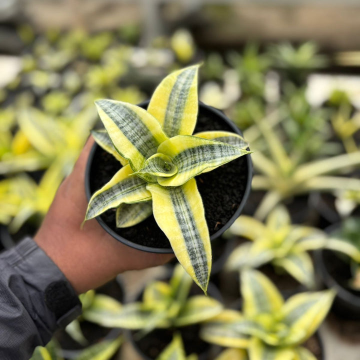 SA27 Sansevieria spyder variegated