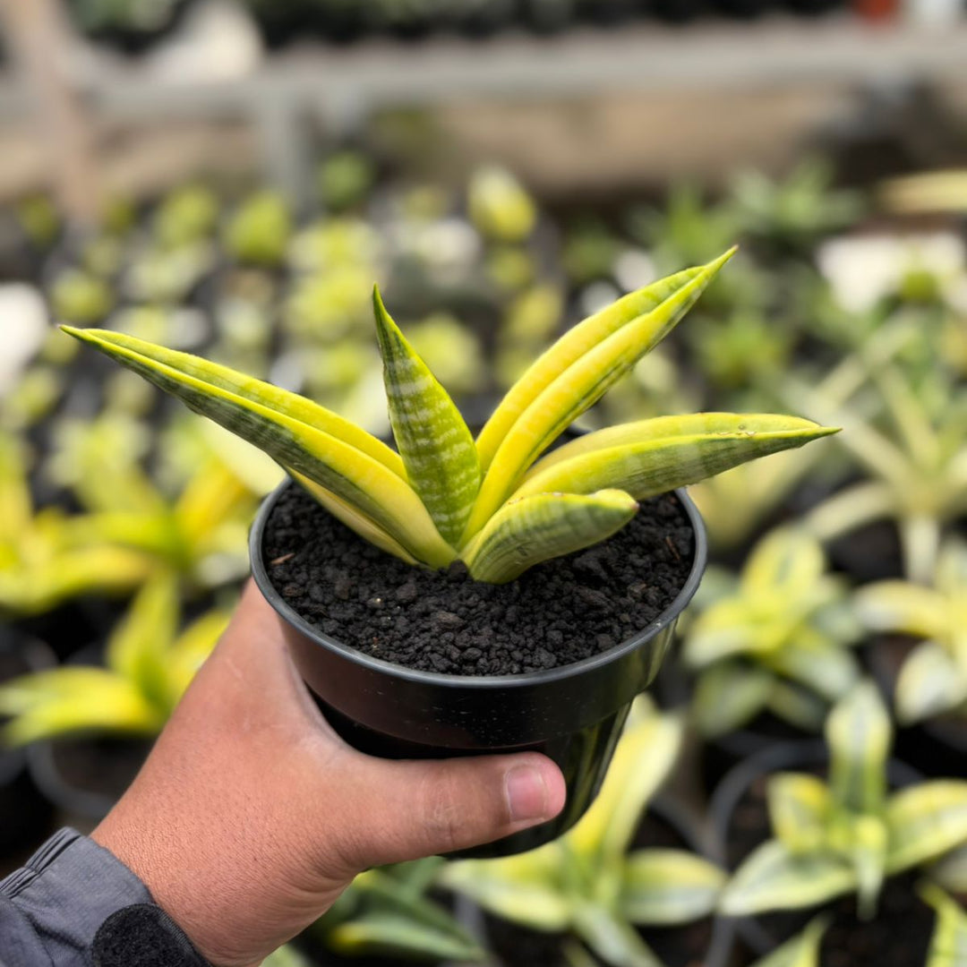 SA25  Sansevieria marsha anjani yellow variegated