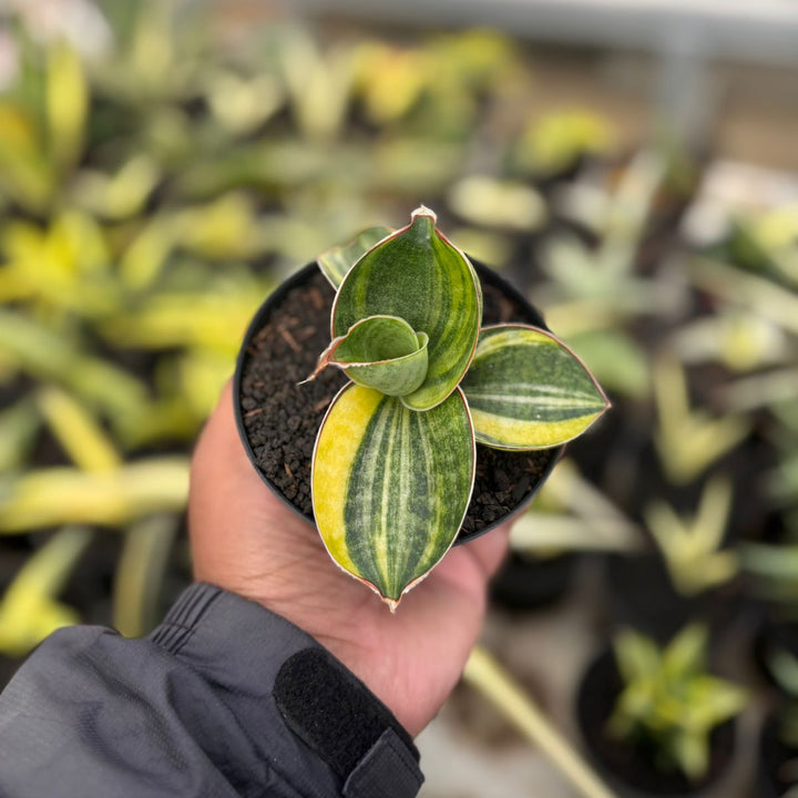 SA19 Sansevieria mason bowel variegated