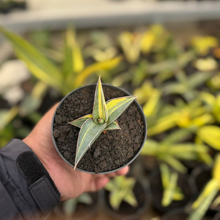 SA16 Sansevieria johanesburg variegated