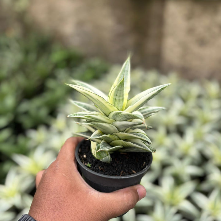 SA04 Sansevieria Gabriela variegated white