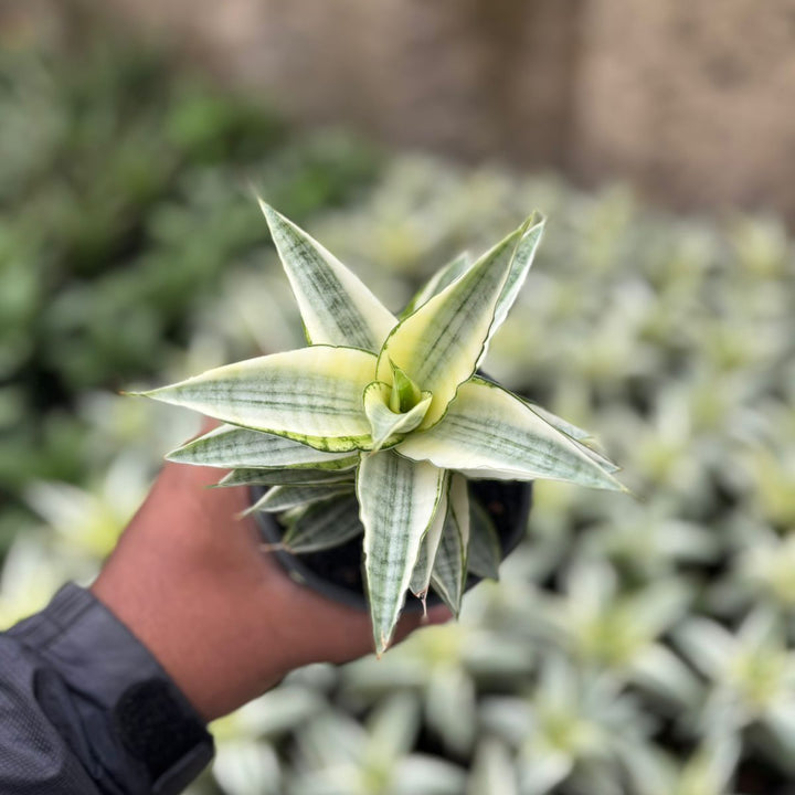 SA04 Sansevieria Gabriela variegated white