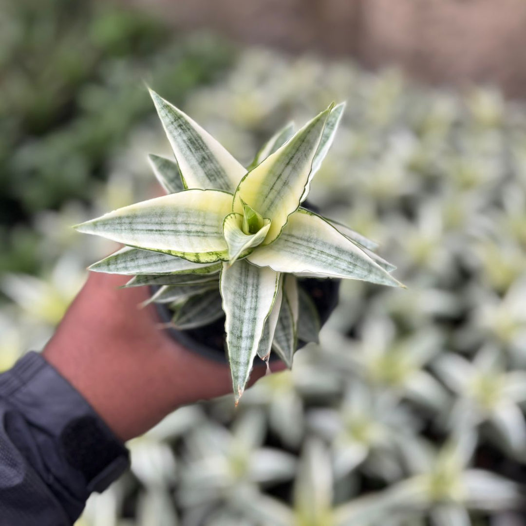 SA04 Sansevieria Gabriela variegated white