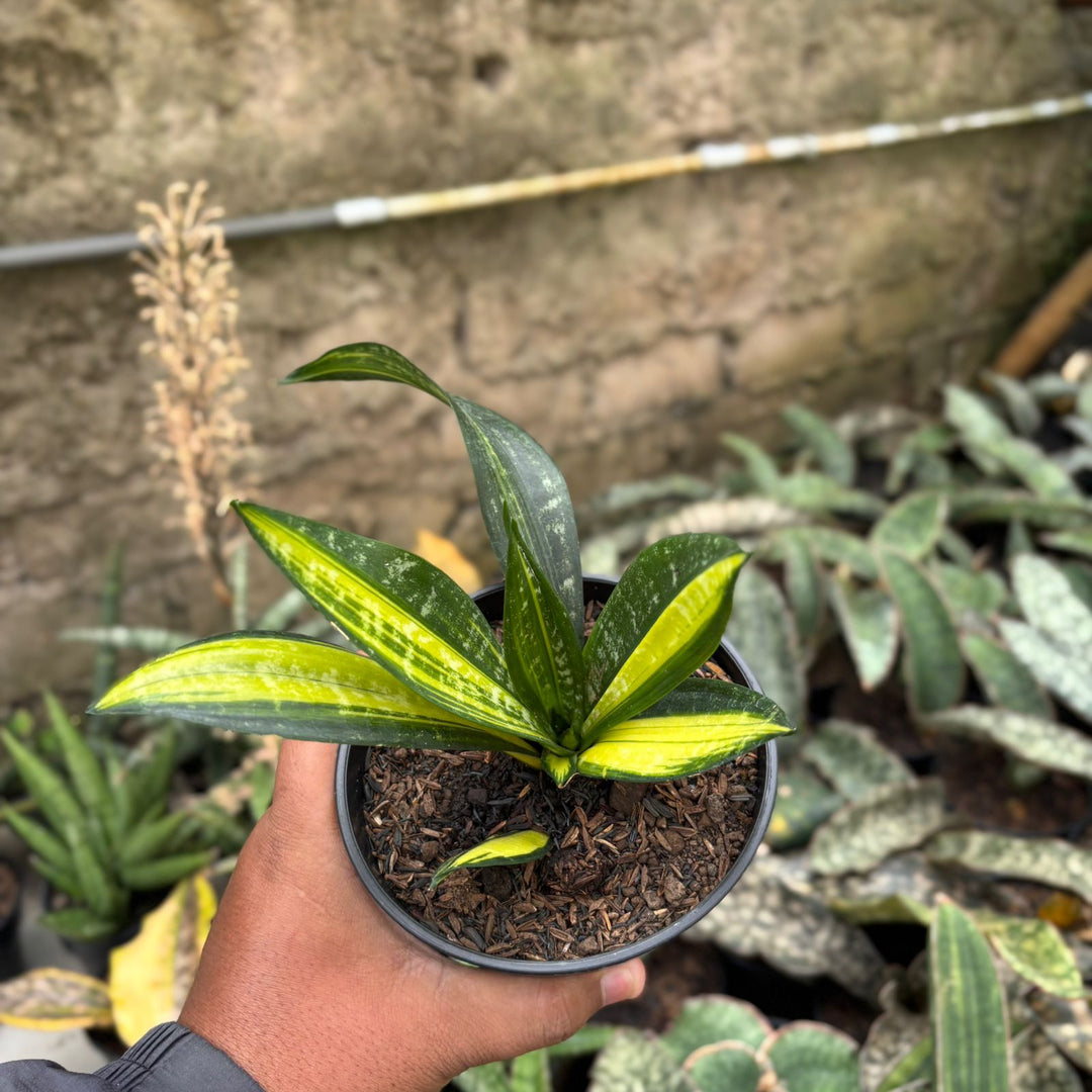sansevieria moonshine black brazilian SA02 Sansevieria black brazilian variegated
