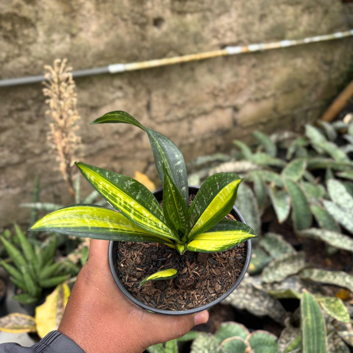 SA02 Sansevieria  black brazilian variegated