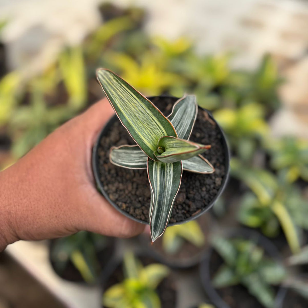 EXACT PLANT Sanseviera drak green clone variegated white