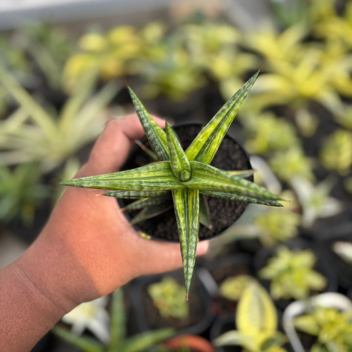 EXACT PLANT Sansevieria balyii bintang variegated