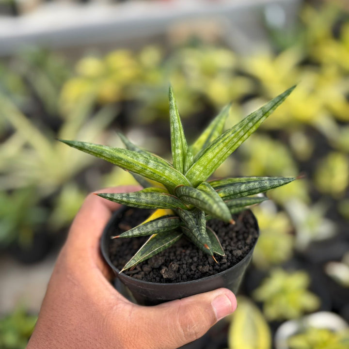 EXACT PLANT Sansevieria balyii bintang variegated