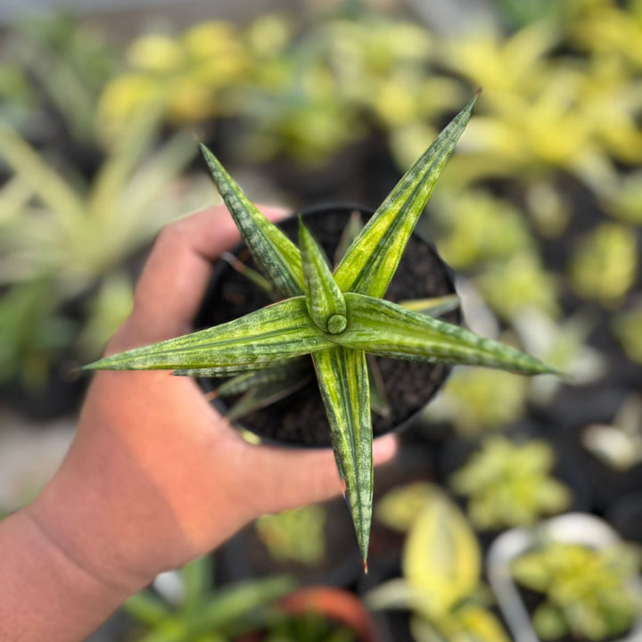 EXACT PLANT Sansevieria balyii bintang variegated