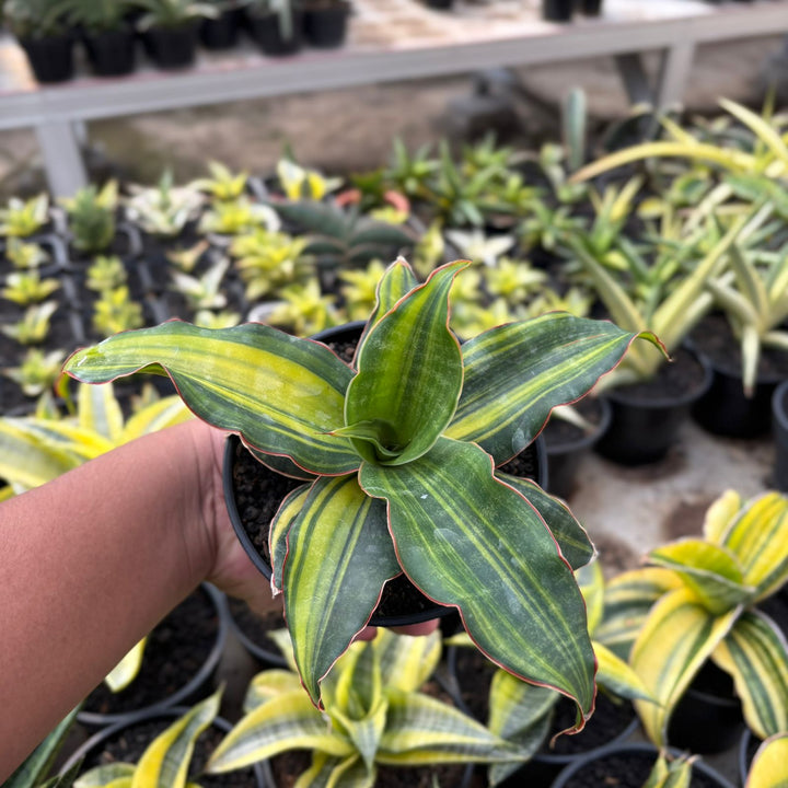 EXACT PLANT Sansevieria black rose variegated