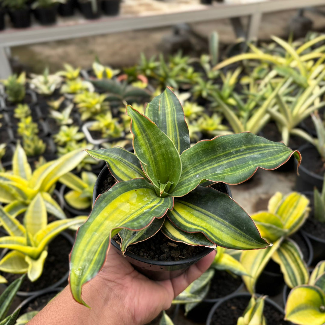 EXACT PLANT Sansevieria black rose variegated