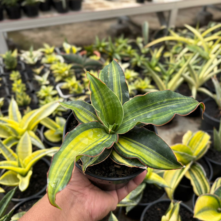 EXACT PLANT Sansevieria black rose variegated