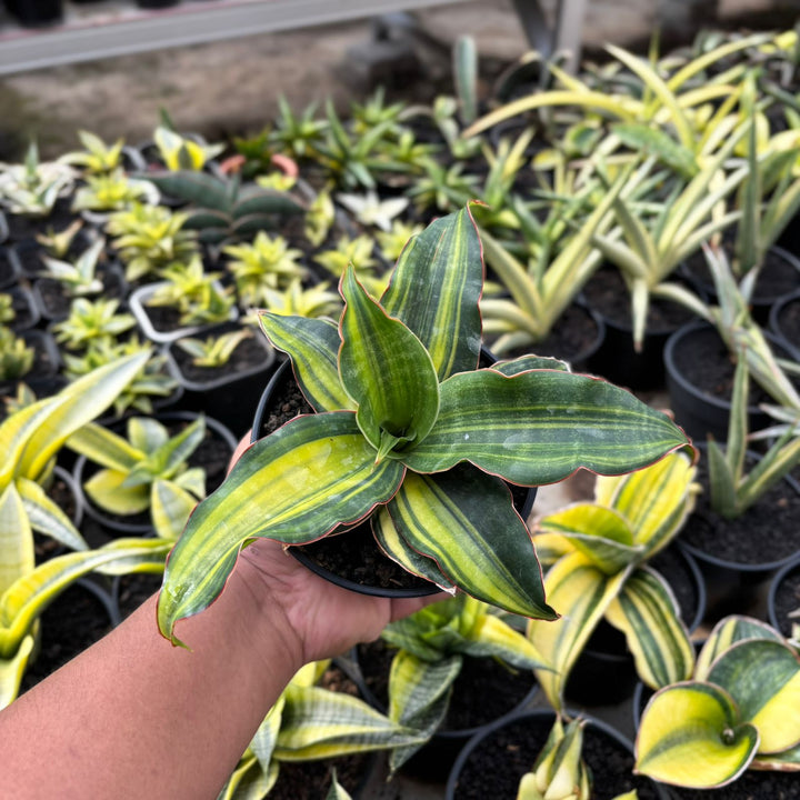 EXACT PLANT Sansevieria black rose variegated