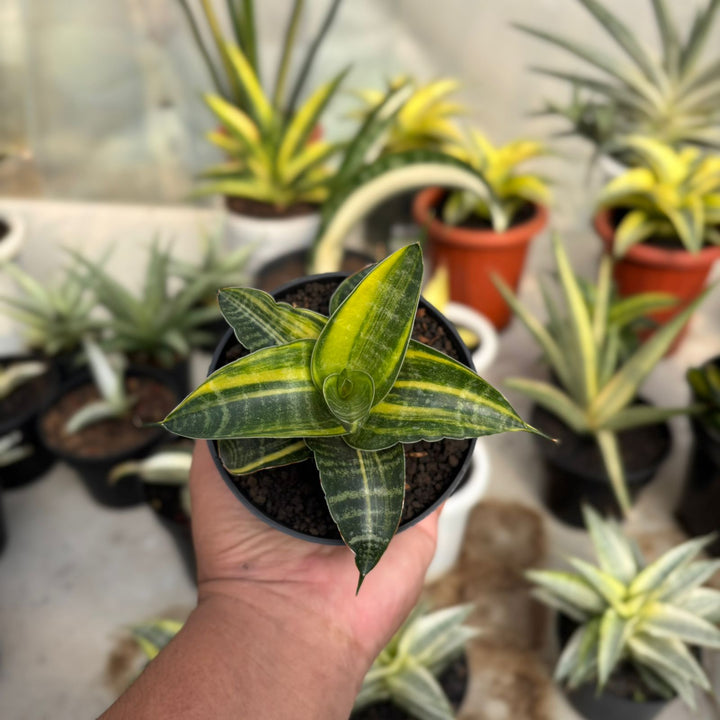 EXACT PLANT Sansevieria ariela variegated