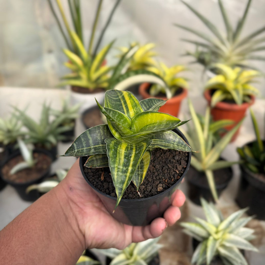 EXACT PLANT Sansevieria ariela variegated
