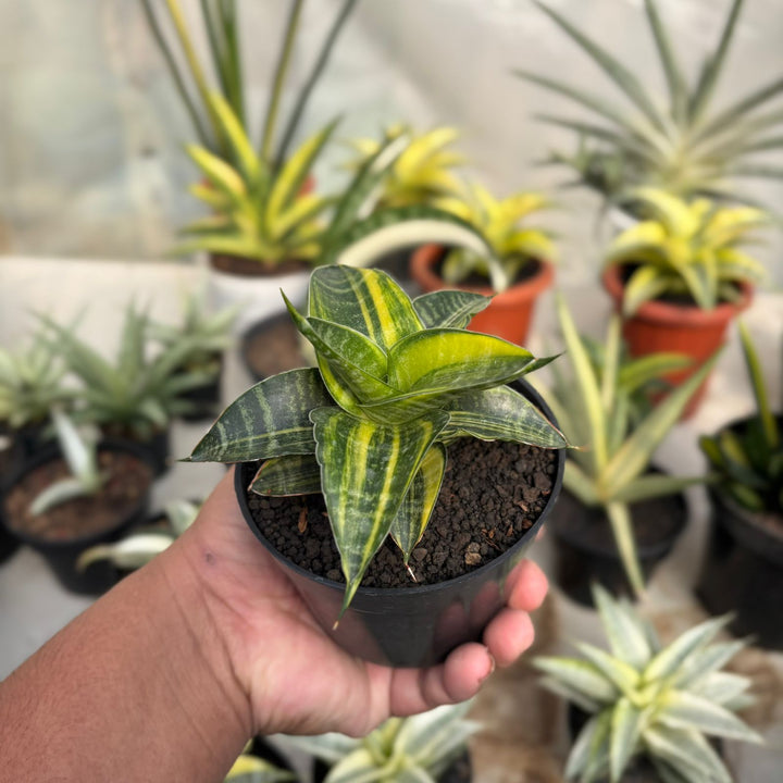 EXACT PLANT Sansevieria ariela variegated