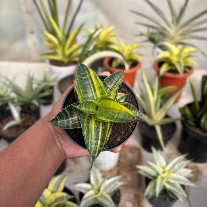 EXACT PLANT Sansevieria ariela variegated