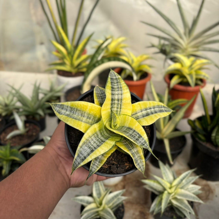 EXACT PLANT Sansevieria spyder variegated