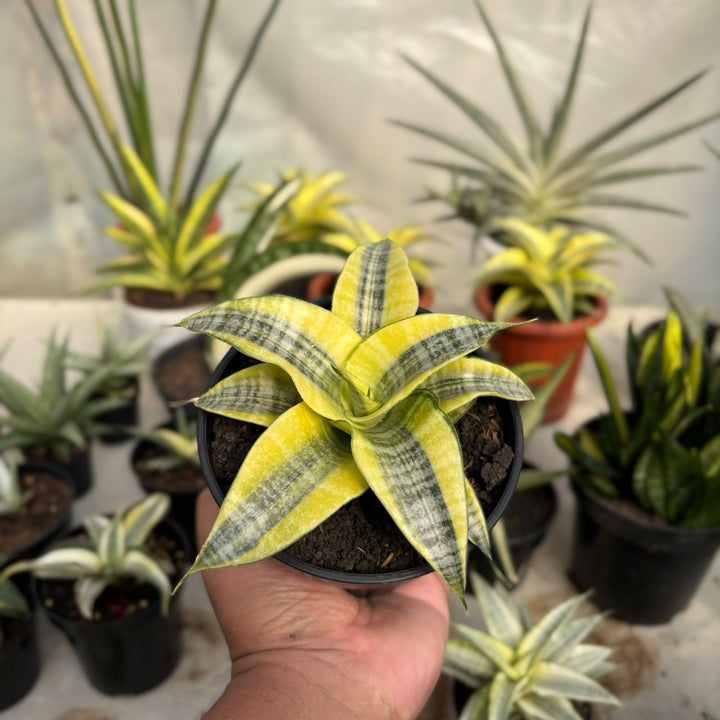 EXACT PLANT Sansevieria spyder variegated