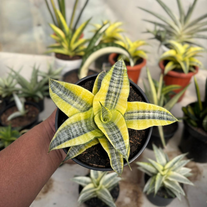 EXACT PLANT Sansevieria spyder variegated