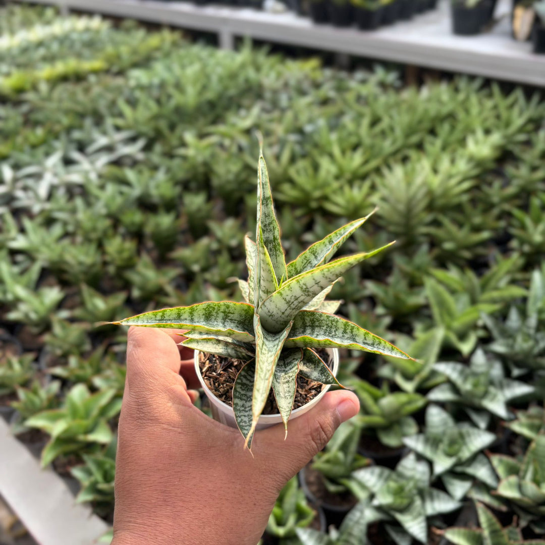 EXACT PLANT Sansevieria  Nogo geni
