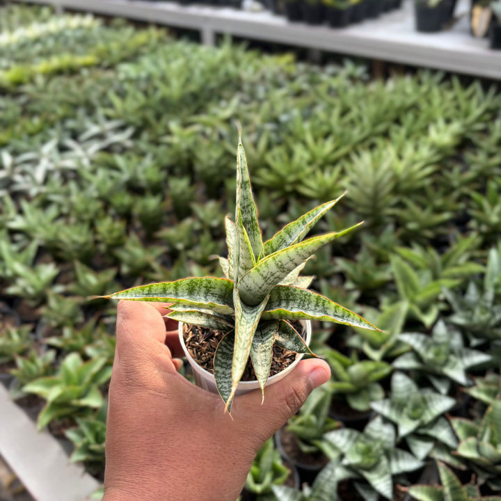EXACT PLANT Sansevieria  Nogo geni