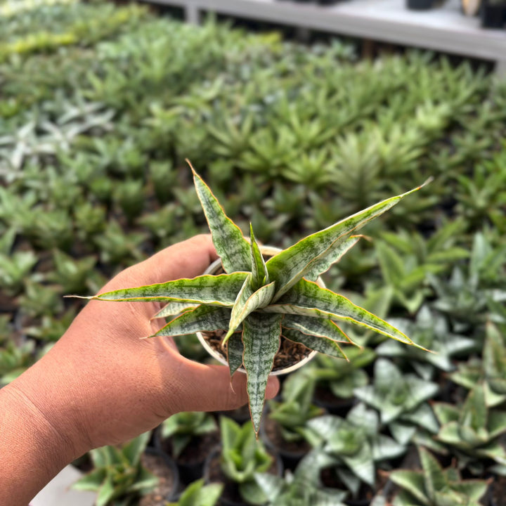 EXACT PLANT Sansevieria  Nogo geni