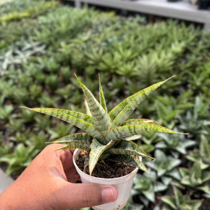 EXACT PLANT Sansevieria  Nogo geni