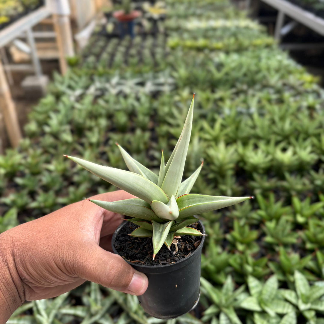 EXACT PLANT Sansevieria chanin thorut