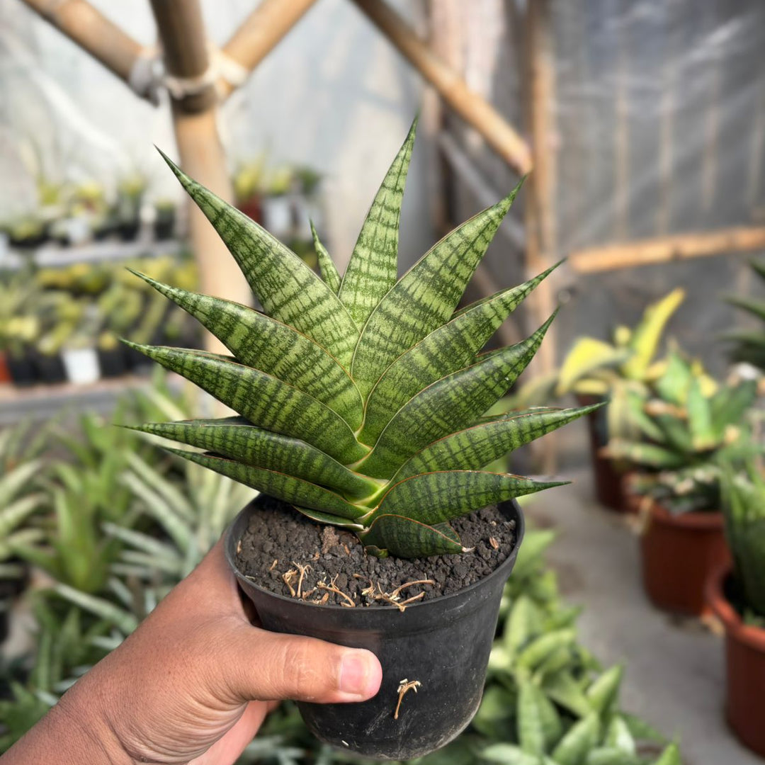 EXACT PLANT Sansevieria sindoro ngipas big